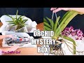 Unboxing Orchid Mystery Box! I wonder what Orchids I received?? 🤔