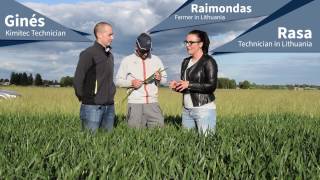 Bombardier Protein + Mycogel trial in wheat (Lithuania) | Kimitec | Agrocode