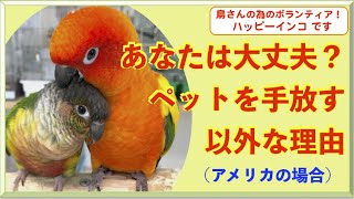 あなたは大丈夫？ペットを手放す以外な理由（アメリカの場合）　NPO法人 ハッピーインコ