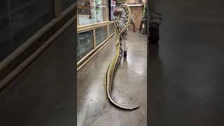 MOVING A GIANT🤯 This is a big snake but this doesn’t even come close to the biggest ones out there😮