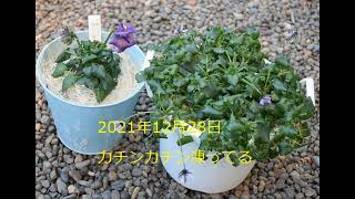 ROKA ビオラの一株植え！どんなに大きくなったかな！？