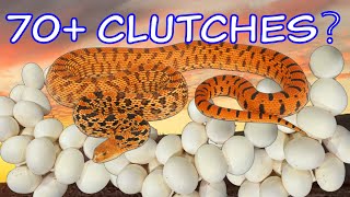 2025 Breeding Plans! - How many clutches are we expecting?