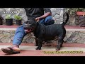 american bully നായ കുട്ടികളെ വാങ്ങാം കേരളത്തിലെ ഏറ്റവും നല്ല american bully കെന്നൽ