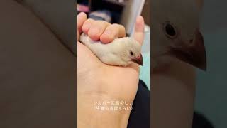 [again] Silver Java sparrow chick sleep in the hand.