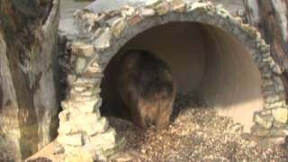 Rīgas zoodārzā atklāts atjaunotais Lāču aploks