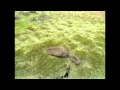 Wombat, Cradle Mountain, Tasmania