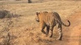 Tiger spotted in Ranthambore forest #youtubevideo #video #ranthamborenationalpark  #@dhritisen