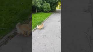 cute dog be like #dog#shortsviral #viral plz subscribe karlo