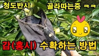 감나무재배방법 감수확하는방법 청도반시 감따기 떫은감 홍시