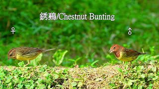 銹鵐(♀\u0026♂ )/Chestnut Bunting(♀\u0026♂ )