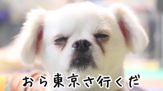 【卒業】保護犬ペキニーズコロ君の卒業、、