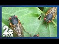 The cicadas are coming!