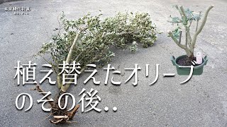 オリーブの植え替え。オリーブを鉢植えにしたその後。