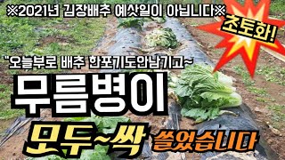 #무름병 #김장배추 #텃밭 무름병으로 120포기 오늘부로 모두싹~ 돌아가셨습니다