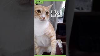 엄마를 못믿는 까칠냥이/우리집 고양이 왜이러는걸까?