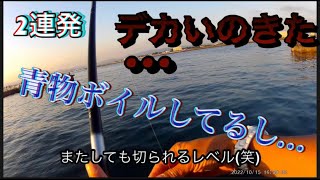 【浜名湖】海釣り公園 青物 ボイル 安定の ブレイク メジナ #浜名湖 #海釣り公園 #ふかせ釣り #青物 #青物釣り #ボイル #ブレイク #メジナ