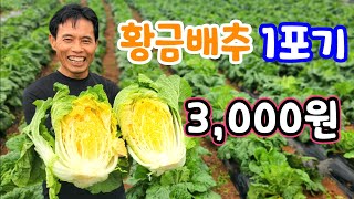 황금배추 1포기 3,000원! 이거 진짜야!