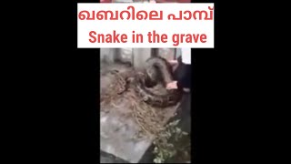 ഖബറിലെ പാമ്പ് / Snake in the grave