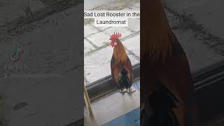 A Lost Rooster in the Laundromat