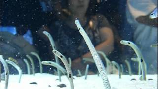 Feeding.Spotted garden eel.餌を食べるチンアナゴ。