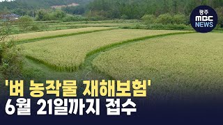 '벼 농작물 재해보험' 6월 21일까지 접수