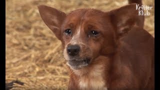 Cow Gets Separated From The Dog That She Raised.. (Part 2) | Kritter Klub