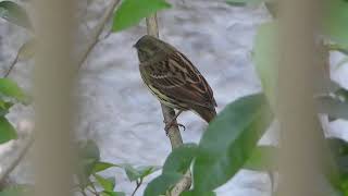 野鳥の鳴き声　アオジの地鳴き　メス　Black-faced Bunting / Emberiza spodocephala