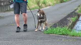 四国犬カナ＆翔　毎度おなじみ用水deクールダウン