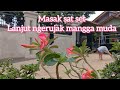 vlog || masak sat set daun singkong kuah santan dan tumis kangkung