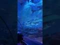 KLCC aquaria Malaysia so beautiful #500subs #yearofyou #youtube #1kcreator