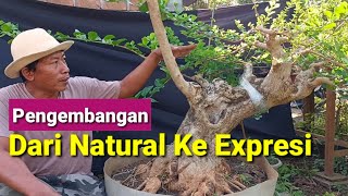 BONSAI DARI NATURAL KE EXPRESI