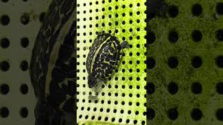 我家的小另类（2024年自家繁殖的佛箱龟苗） #boxturtle