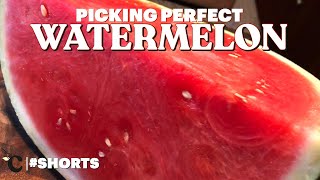 How to Pick the Perfect Watermelon || Crisp, Juicy, and NOT Mushy! #shorts