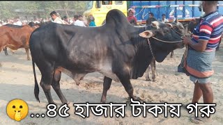 বাংলাদেশ সীমান্ত এলাকার এই তরতিপুর গরুর হাটে গরু পাবেন কম দামে | cow price in Bangladesh 2024