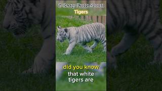 5 Crazy Facts About Tigers #tigers  #tiger   #shorts  #animals  #facts #shorts