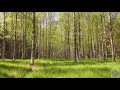 a woodland hour in finland spring birdsong