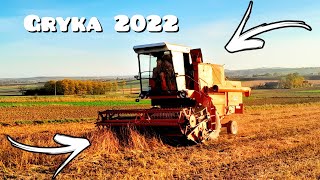 Żniwa w listopadzie 🔥 zbiór gryki 2022🔥