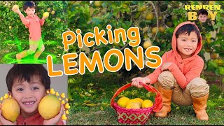 LEMONS | How to pick some ORGANIC Lemons - HARVEST TIME | Lemon Dance with Renren | DID YOU KNOW?