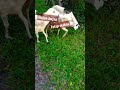 KAMBING DOMBA MAKAN RUMPUT BASAH