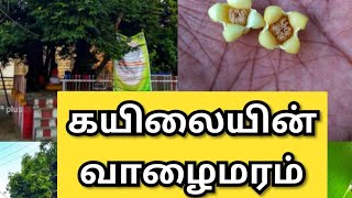 கயிலையின் வாழைமரம் குத்தாலம்/kayilai entrance tree kuththalam temple