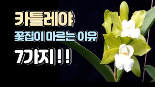 카틀레야 꽃집이 마르는 원인과 처치