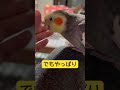 ツンデレか？😆 cockatiel かわいい動物 かきかき ことり だいすき shots ツンデレ