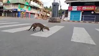 Malabar civet |A rare animal was seen during lockdown| Earth is healing| Subscribe