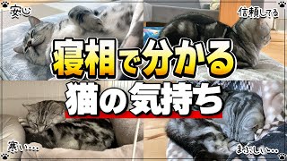 寝相で分かる猫の気持ち \