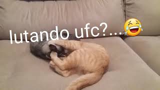 Adotei 2 gatos com 3 meses