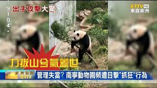 大猩猩扔水瓶砸傷人 上迪游客惡意拍打玲娜貝兒