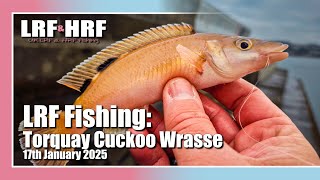 LRF Fishing: Torquay Cuckoo Wrasse, Mackerel \u0026 More