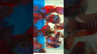 Mbuna Cichlid vs Peacock Cichlid #shorts