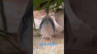 瞬きコリドラスパンダ🐠 ＃Shorts #コリドラス #Corydoras