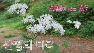 오대산에서 만난 산꿩의 다리(꽃잎과 꽃받침이 없는 꽃)_20190707